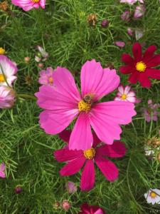 太美 | 关庙梅庙格桑花开启霸屏模式！