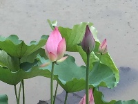 夏风徐徐 荷香阵阵