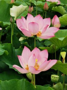 夏风徐徐 荷香阵阵