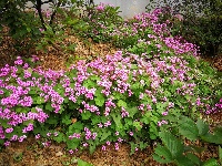 六月的花儿
