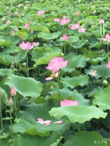 夏风徐徐 荷香阵阵