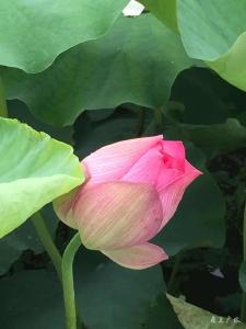 夏风徐徐 荷香阵阵