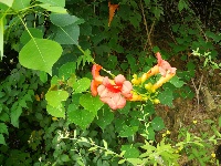 六月的花儿