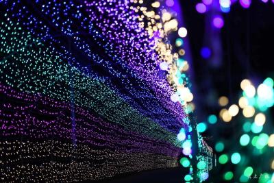 油榨桥村——荷塘霓虹