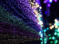 油榨桥村——荷塘霓虹