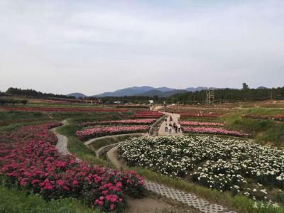 只道花无十日红 此花无日不春风