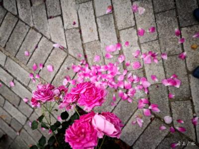 只道花无十日红 此花无日不春风