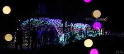 油榨桥村——荷塘霓虹