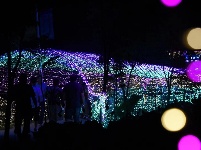 油榨桥村——荷塘霓虹