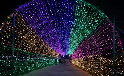 油榨桥村——荷塘霓虹