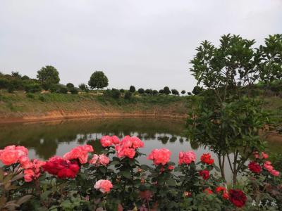 只道花无十日红 此花无日不春风