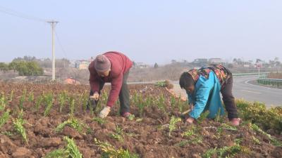 【悦·广水|新春走基层】不负春光  绿化家园