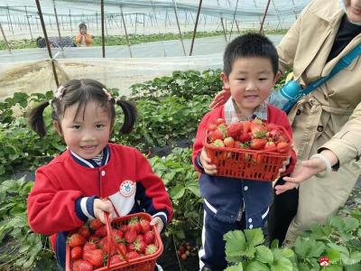 市幼儿园组织亲子采摘活动