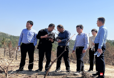 随州市自然资源和规划局来我市检查松材线虫病防治和国土绿化工作