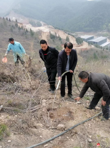 助力经济发展   闲置荒山变茶园 -----十里人大代表助推乡村振兴出真招 