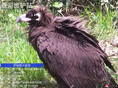 廣水市蔡河木材檢查站救助、放生大型猛禽——禿鷲