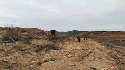 十里街道不负春光油茶种植添绿增金