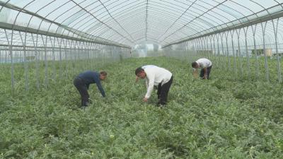 【越·广水|记者乡村行（17）】果蔬香飘五月天 广水这个村有点“甜”