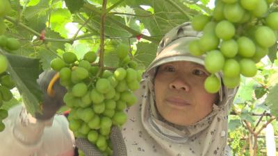 【越·广水|记者乡村行（26）】飞跃村：小葡萄串起致富“金串串”