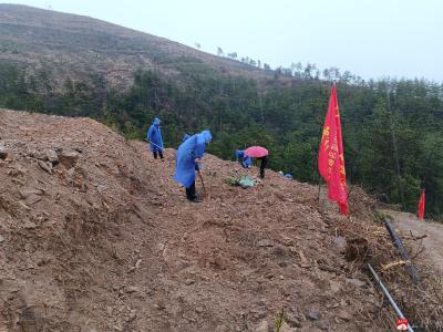 十里街道植树造林共建绿水青山