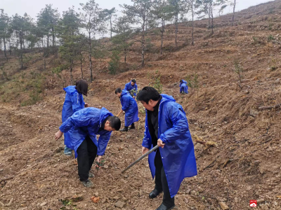 【越·广水】荒山变金山，人大在行动