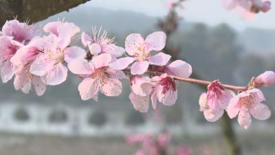 【徜徉“花花”世界 共赏诗画广水】在那桃花盛开的地方  是我可爱的故乡！