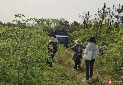 【越·广水】马坪镇开展松材线虫病疫木集中除治点位监督