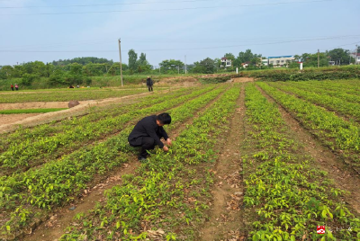 【越·广水】市林业局种苗站到苗圃场指导乡土树种育苗工作