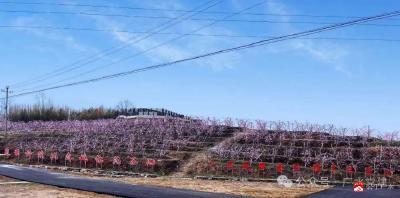 【越·广水】振兴乡村共享经济正当时——广水市郝店镇党建引领乡村产业高质量发展观察