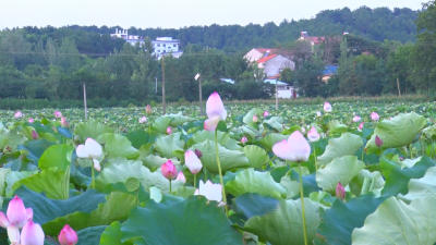 【悦•广水】盛夏之夜  来这里邂逅“荷塘月色”