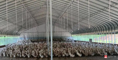 广水松淳：水禽旱养   丰产又增收
