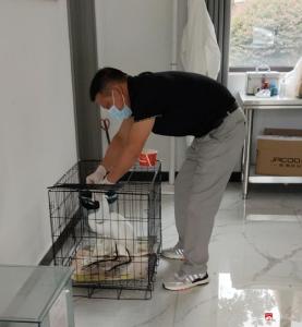 中华山鸟类省级自然保护区救助受伤国家二级保护动物白鹭 