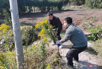 【越•广水】应山街道办事处：清理“一枝黄花” 保护生态家园