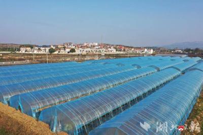 【越·广水】十里街道厚植兴业沃土 激发乡村活力