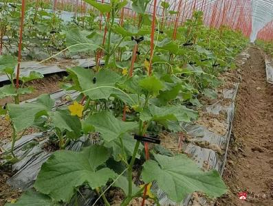 【越·广水】十里街道地膜回收利用改善生态环境