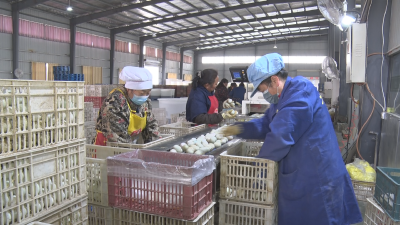 【聚力建支点·夺取开门红】一年2.8亿枚供应市场！广水松淳蛋“越滚越大”