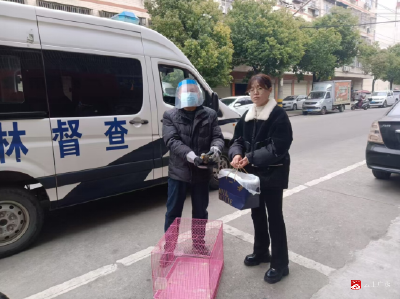 【悦·广水】市林业局：救护国家三有保护动物“灰头麦鸡”
