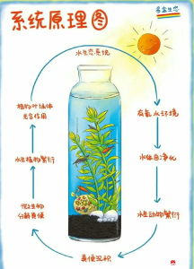 【阅·广水】一瓶一世界 一草一浮生——广水一中高二生物组举办“生态瓶”制作活动