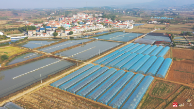 【越·广水】杨家岗村：做强楚菜大品牌  链动富民大产业