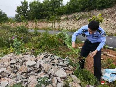 【越·广水】关庙镇社区禁毒中心开展禁毒铲毒行动 筑牢全民防毒屏障