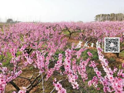春暖花开季，孝感七地携手发出赏花邀请！