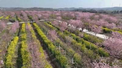【悦·广水】关庙镇梅庙村：阳春三月好风光 樱花盛开游人醉
