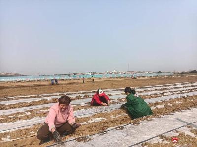 【越·广水】十里街道抢抓季节蔬菜种植忙