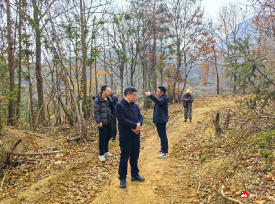 【越·广水】市林业局检查督办松材线虫病疫木除治工作