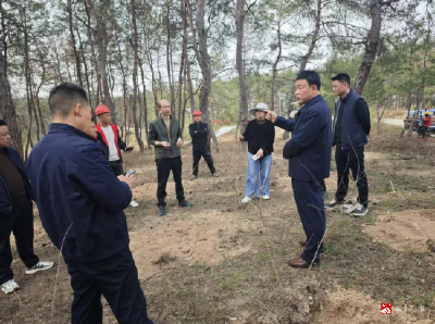 【越·广水】随州市自然资源和城乡建设局到我市指导退化林修复工作