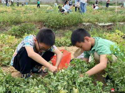【阅·广水】田园课堂绽新趣 劳动实践育成长——广办三小驼子校区开展豌豆采摘实践活动