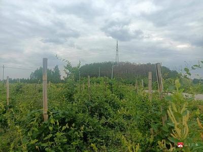 【越·广水】金银花开香满园　铺就金色致富路