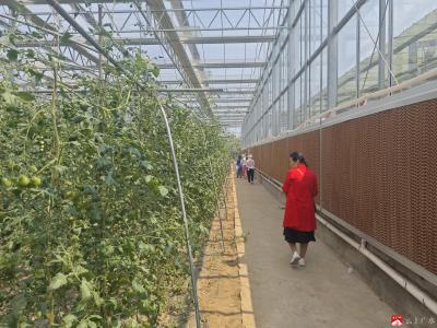 【越·广水】采摘季蔬菜种植基地人气爆棚  游客纷至沓来摘不停   