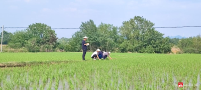 【越·广水】市农业农村局：扎实开展苗情调查，奋力打好粮食丰收攻坚战
