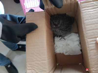 【越•广水】市林业局放生国家二级保护野生动物猫头鹰